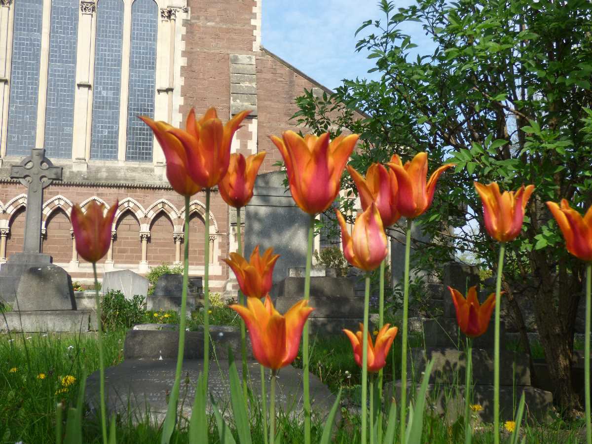 Tulips Acocks Green Church